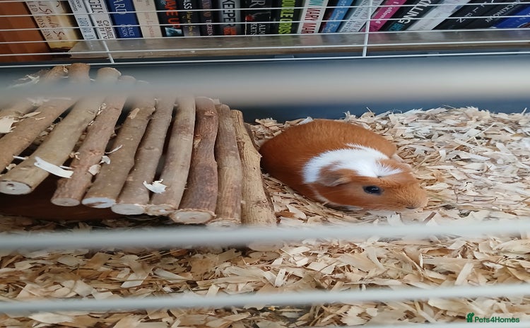 Guinea Pig rodents - Advert 7