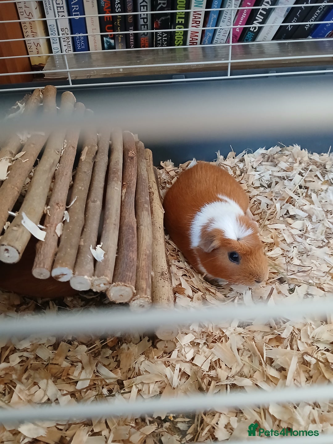 Guinea Pig rodents for sale: Various guinea pigs in need of homes. - Image 1