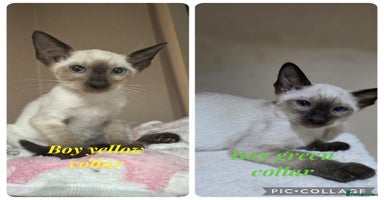 Siamese cats - Advert 8