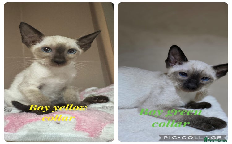 Siamese cats - Advert 6