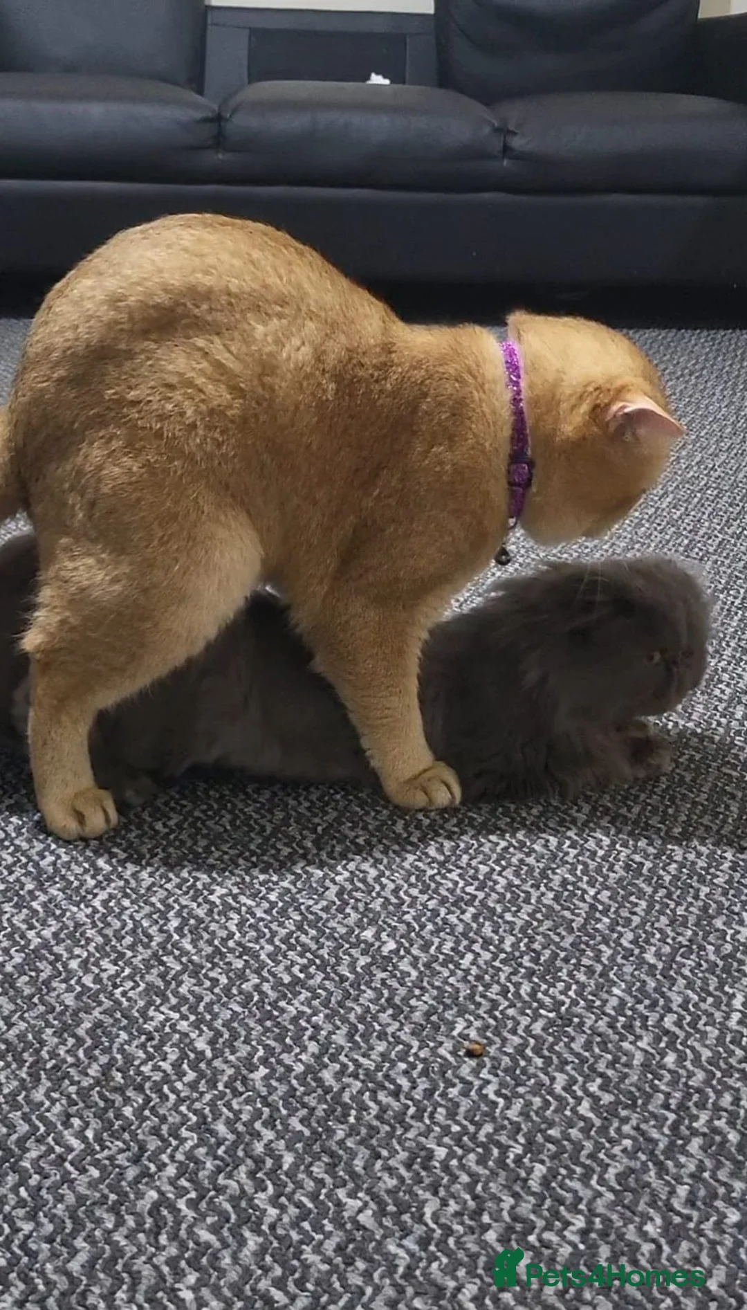 Brazilian Shorthair cats for stud: British golden cat - Advert 11