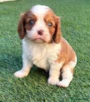 Cavalier King Charles Spaniel dogs - Advert 2