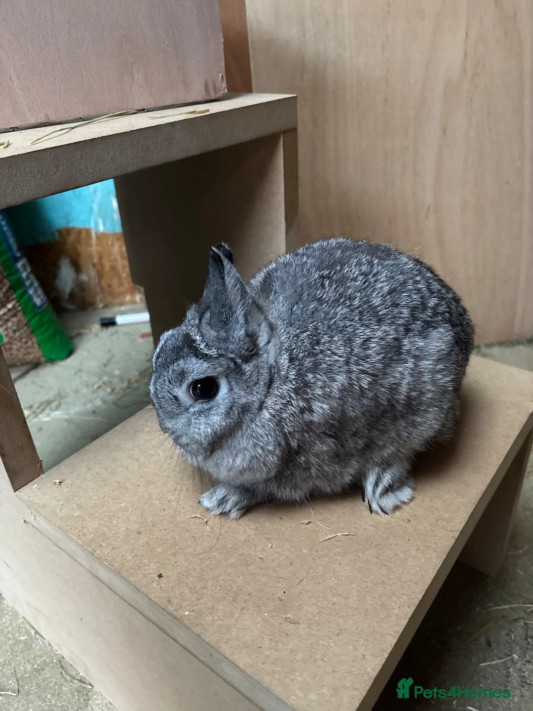 Netherland Dwarf rabbits for sale: Netherland dwarf chinchilla doe  - Advert 2
