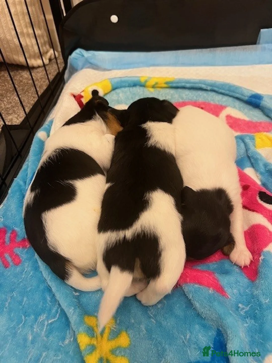 Jack Russell dogs for sale: Jack Russell Puppies - Advert 8