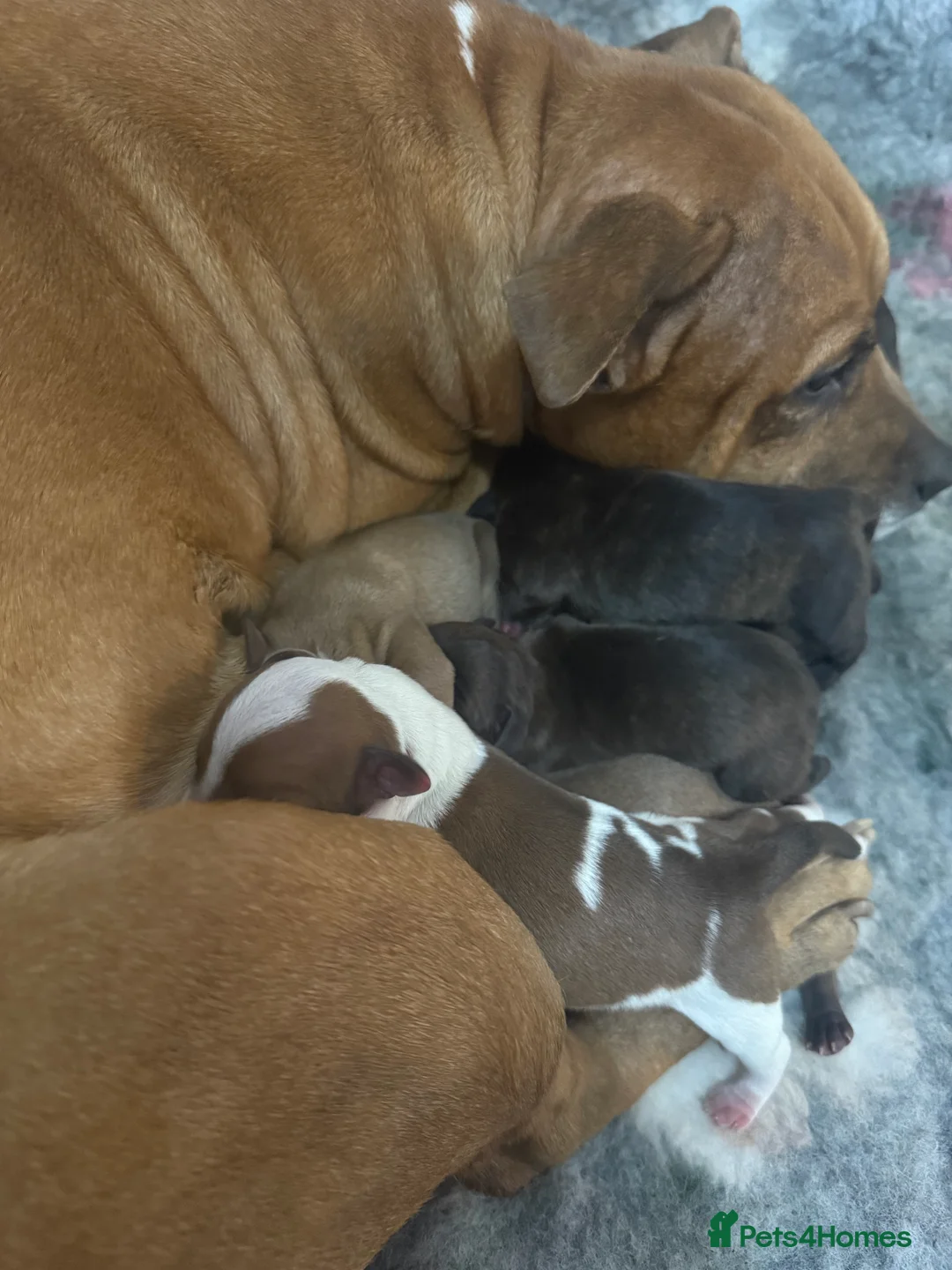 Staffordshire Bull Terrier dogs for sale: Staffie pups  - Advert 2