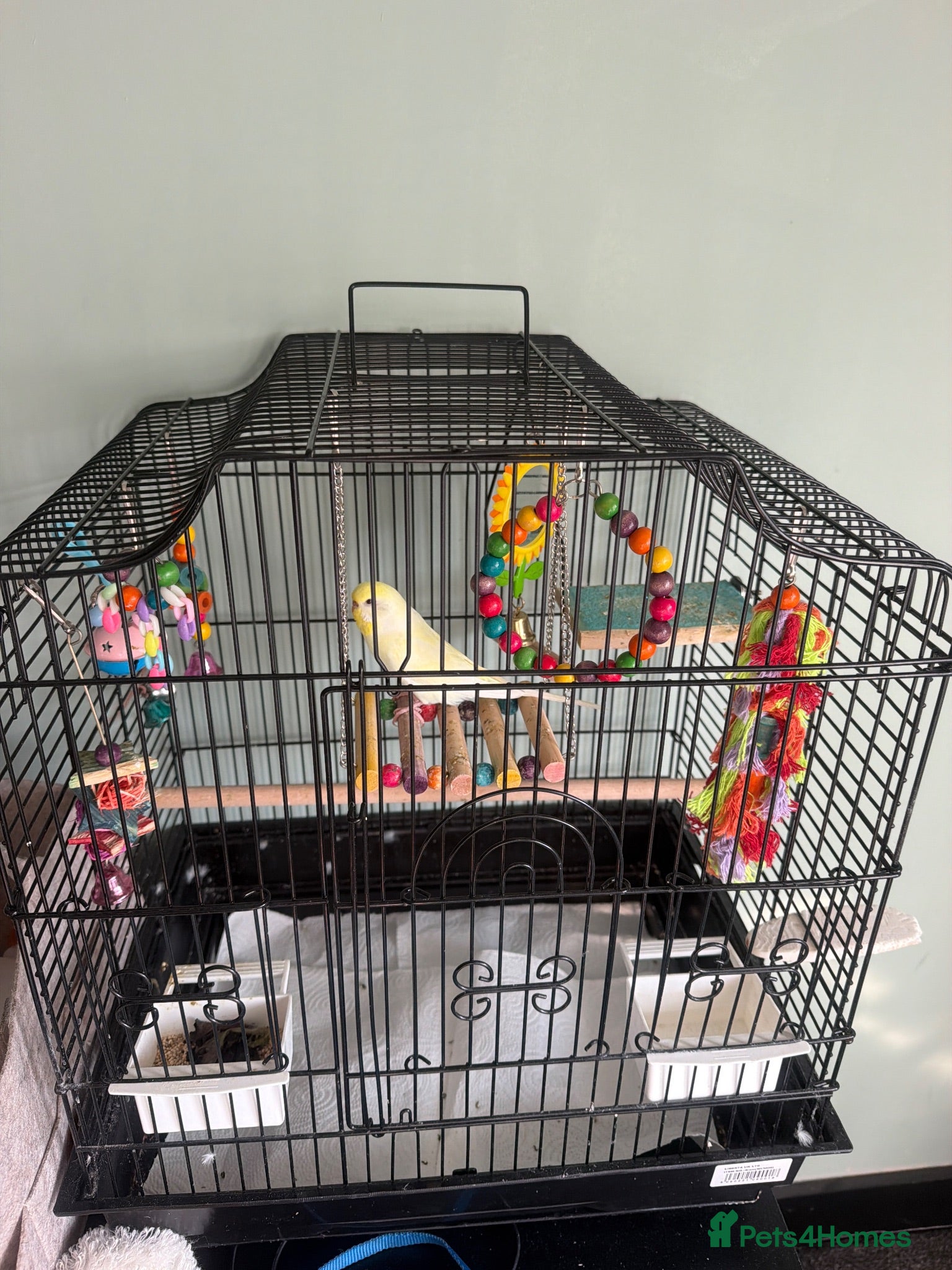 Budgerigars birds Bird for rehoming  - Advert 1