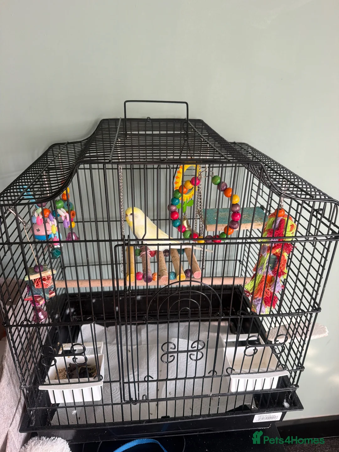 Budgerigars birds for sale: Bird for rehoming  - Advert 1