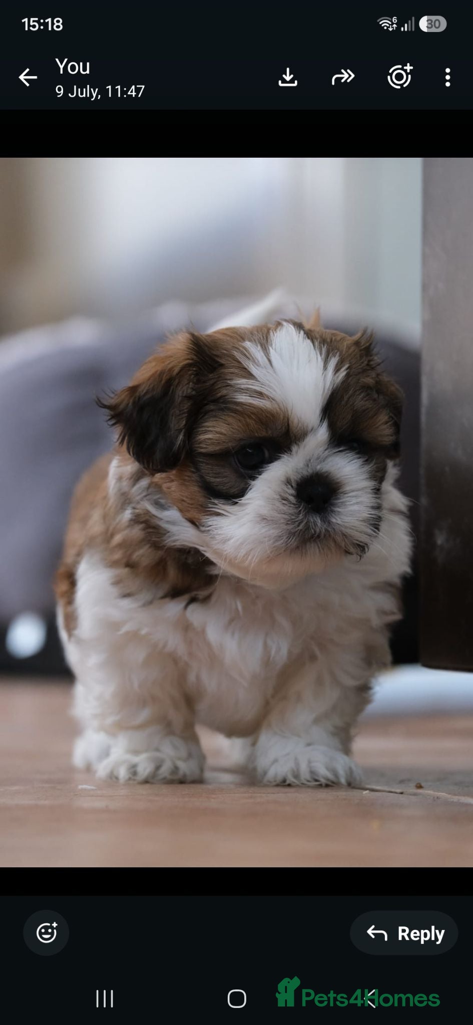 Shih Tzu dogs 3 Beautiful shih tzu puppies  - Advert 1