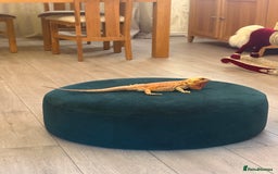 Bearded Dragon reptiles for sale: Girl beared dragon beautiful really well tamed  - Advert 2