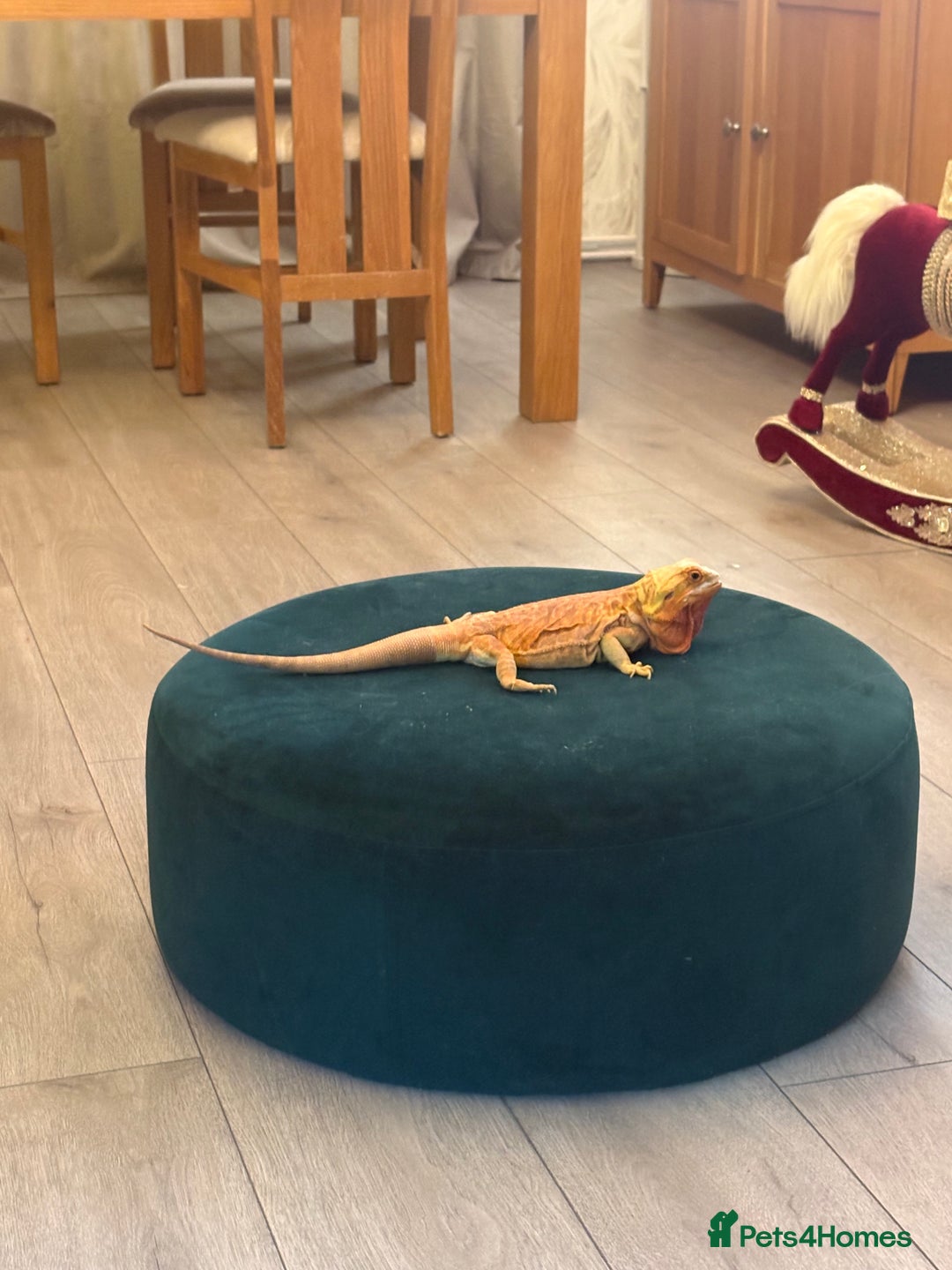 Bearded Dragon reptiles for sale: Girl beared dragon beautiful really well tamed  - Advert 2
