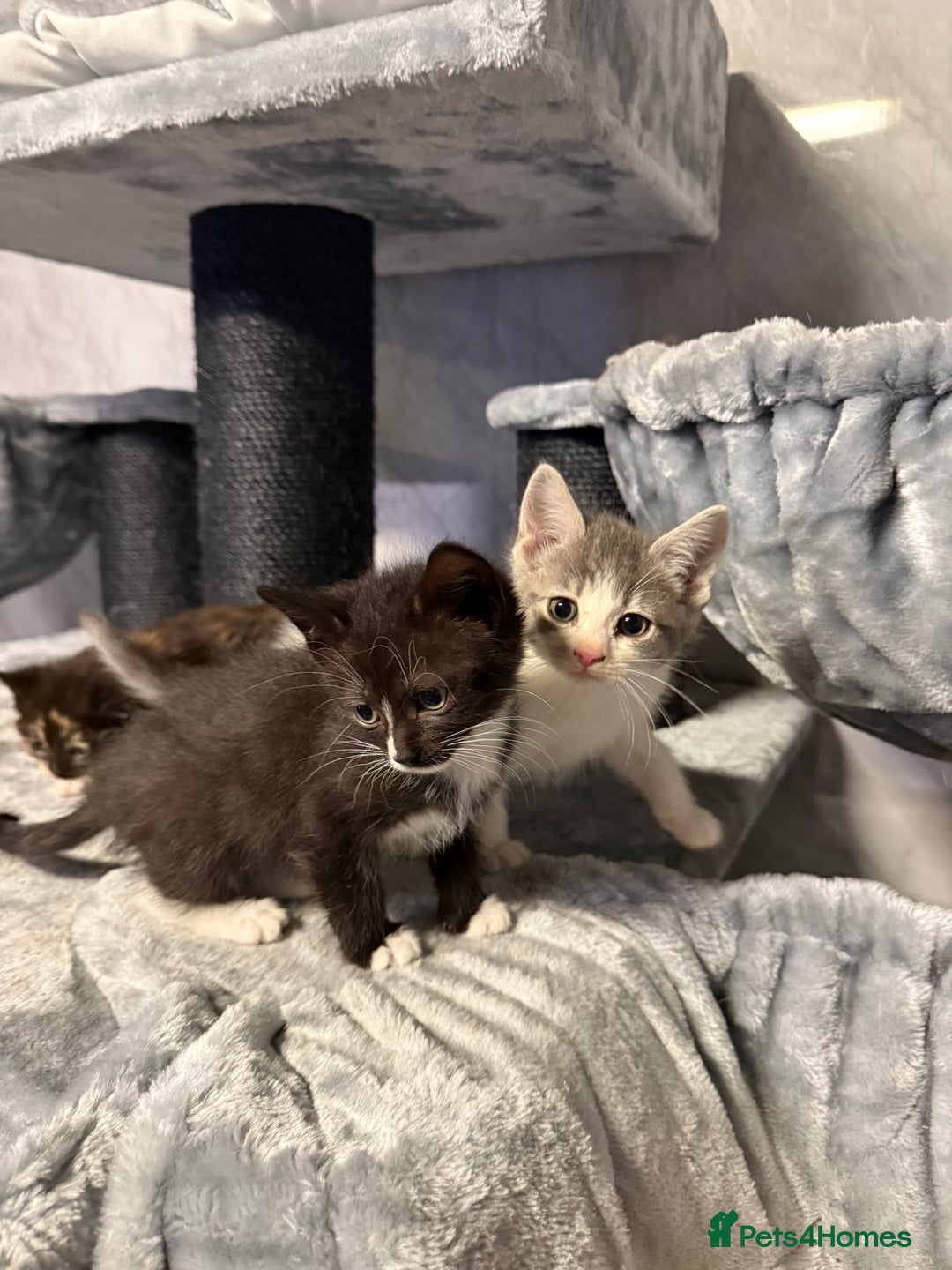 Ragdoll cats for sale: Half Ragdoll Kittens - Advert 11