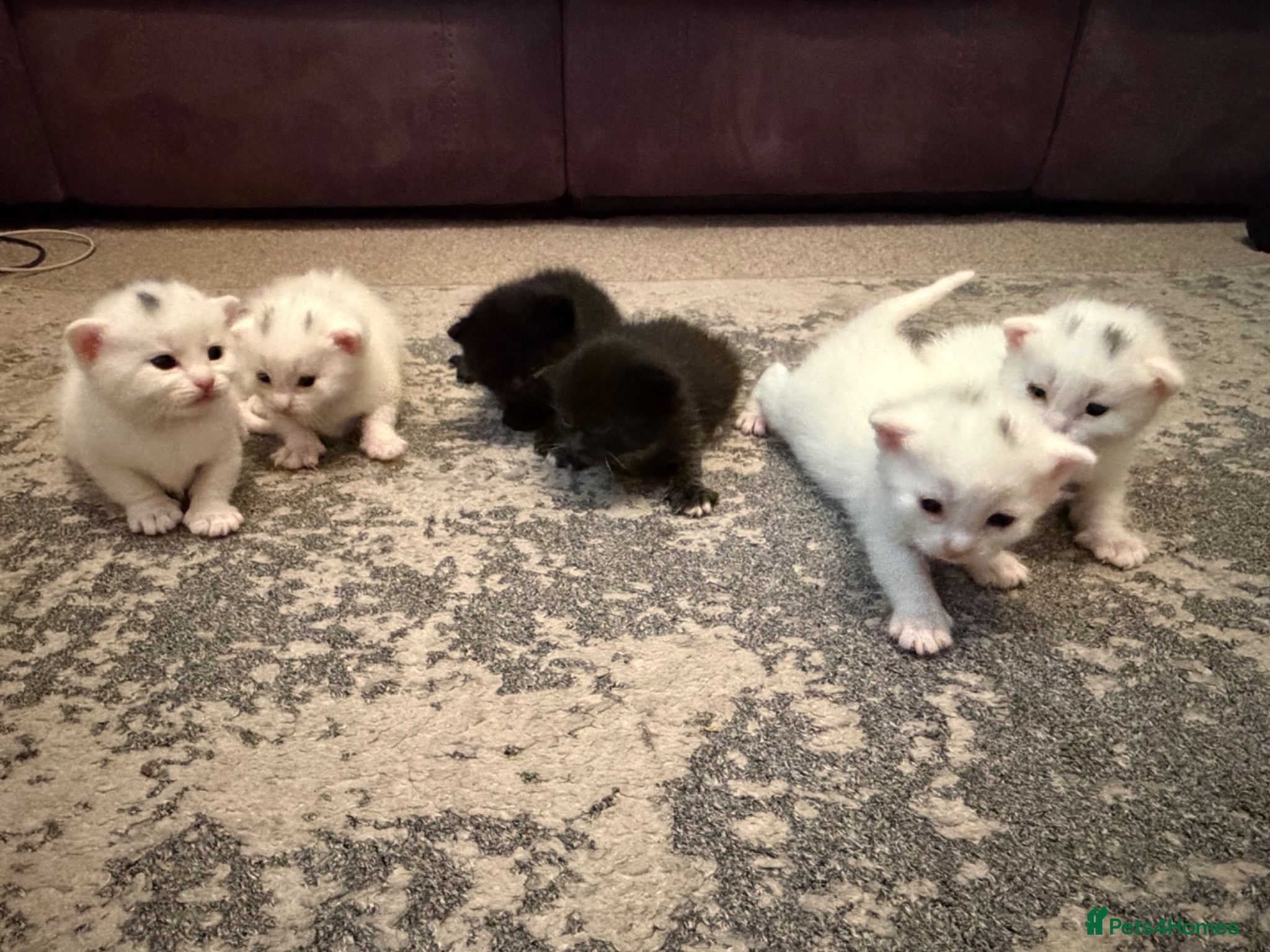 Mixed Breed cats Mix Breed Kittens - Advert 1