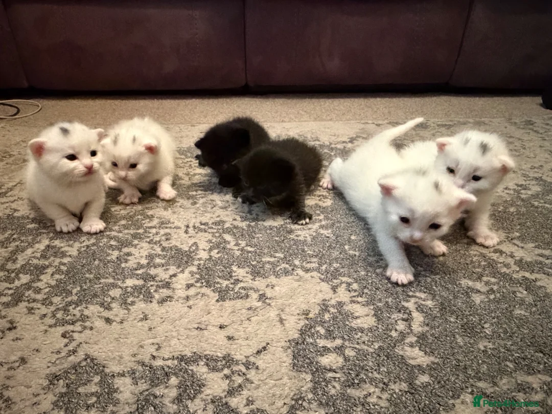 Mixed Breed cats for sale: Mix Breed Kittens in Gillingham - Advert 1