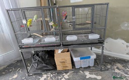 Budgerigars birds for sale: 3 x Budgies & Cage - Image 2