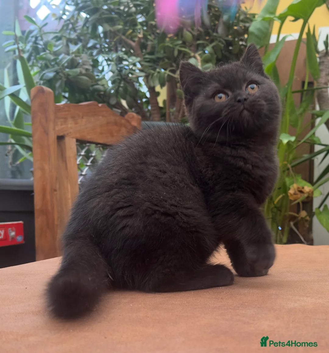 British Longhair cats for sale: British Boys - Advert 6