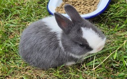 Netherland Dwarf rabbits for sale: Netherlands Dwarf - Image 13
