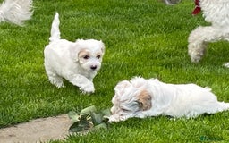 Cockapoo dogs for sale: Beautiful cockapoo puppy’s  - Image 35