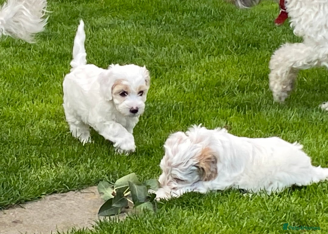 Cockapoo dogs for sale: Beautiful cockapoo puppy’s  - Image 35