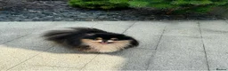 Pomeranian dogs for sale: Chocolate Pomeranian Girl and boys - Advert 7