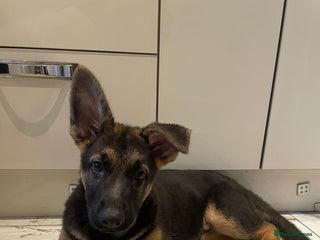 German Shepherd dogs Beautiful German shepherd for sale - Advert 1