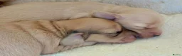 Miniature Dachshund dogs for sale: Kc registered mini long haired dachshunds - Advert 3