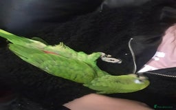 Parrots birds for sale: Amazon parrot for sale  - Image 22
