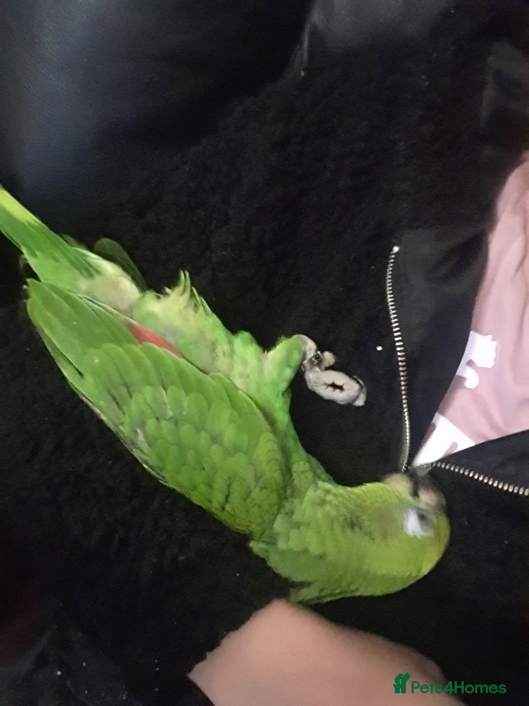 Parrots birds for sale: Amazon parrot for sale  - Image 22