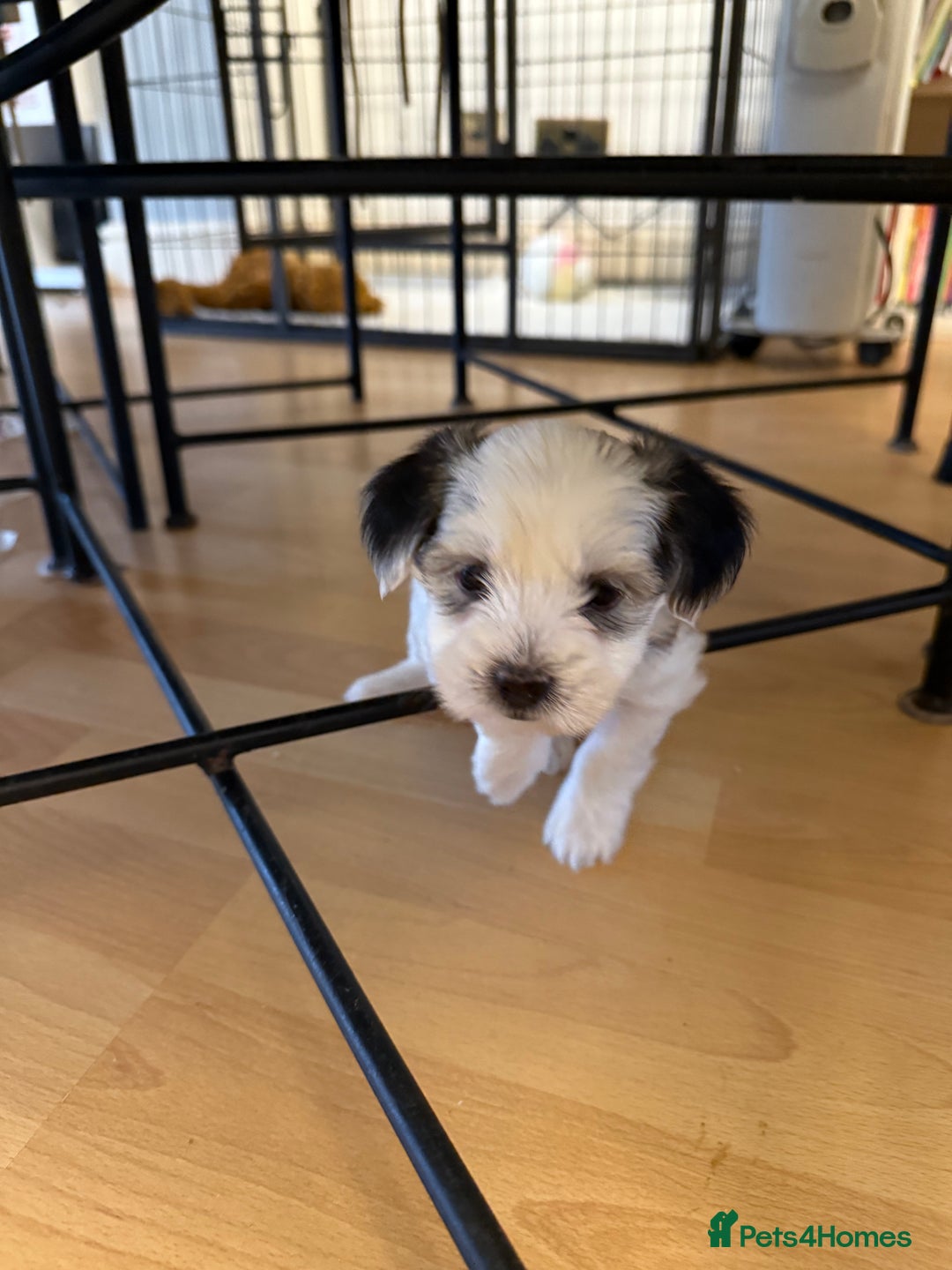 Bichon Frise dogs for sale: Bichon Maltese for sale  - Image 2