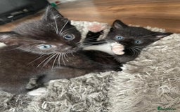 Mixed Breed cats for sale: Gorgeous kittens black and white - Image 13