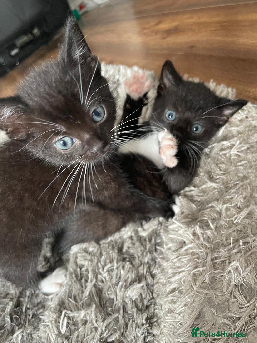 Mixed Breed cats for sale: Gorgeous kittens black and white - Image 13