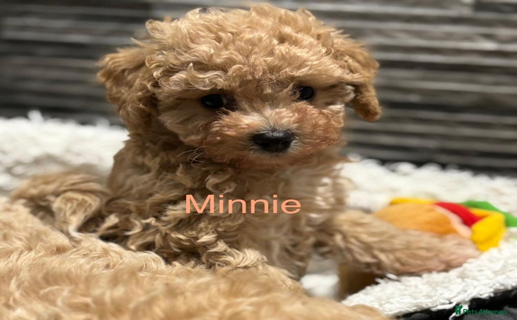 Poochon dogs 3 Poochons,  All Girls 💝Ready Now in Cheshire  - Advert 2