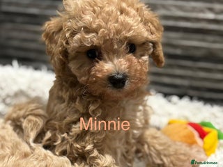 Poochon dogs 3 Poochons, All Girls 💝Ready Now in Cheshire - Advert 17