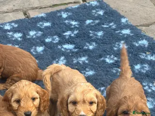 Cockapoo dogs F1 Cockapoo puppies - Advert 1