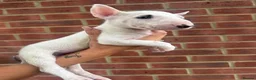 English Bull Terrier dogs for sale: ENGLISH BULL TERRIER PUPPYS - Advert 18