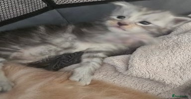 Maine Coon cats - Advert 13