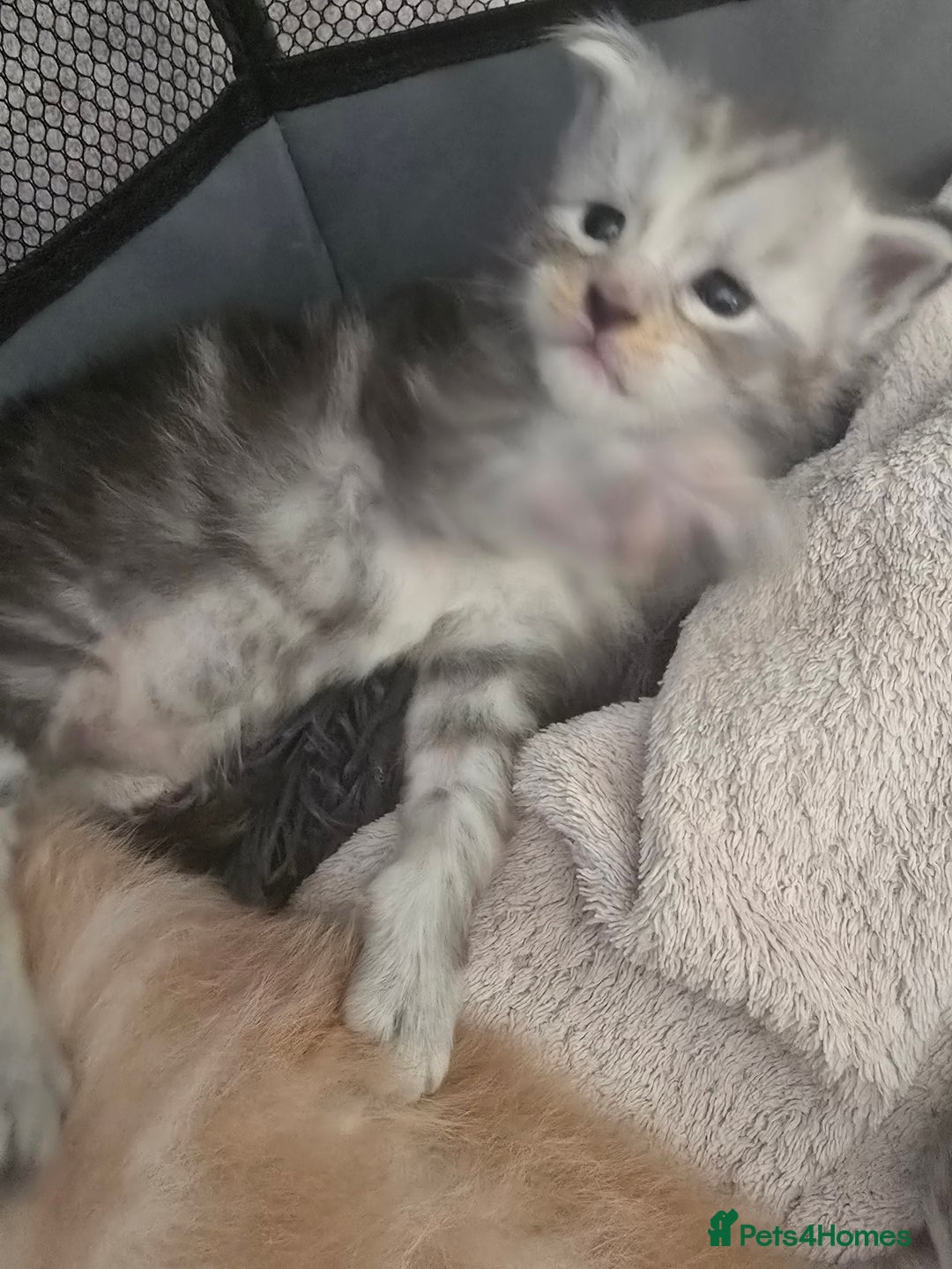 Maine Coon cats for sale: TICA Pedigree Maine Coon Kittens  - Image 3
