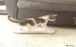 Mixed Breed cats for sale: Kittens for sale - Image 1