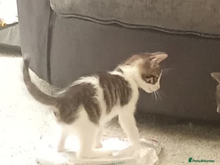 Mixed Breed cats - Advert 5