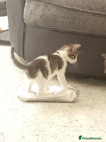 Mixed Breed cats - Advert 1