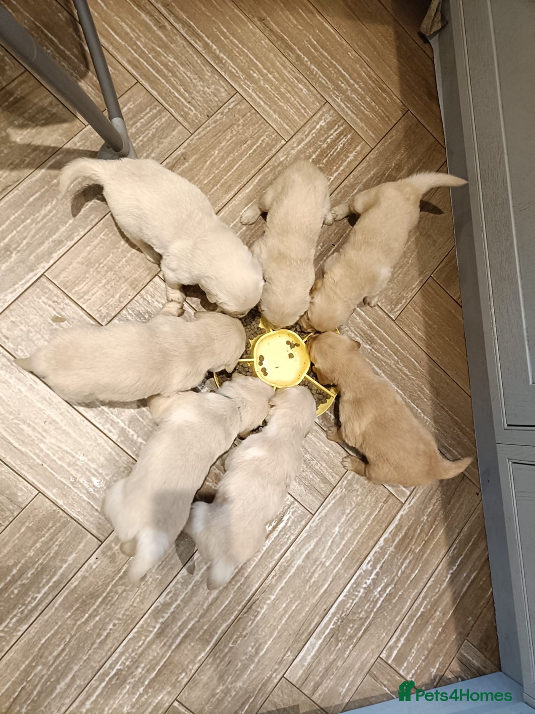 Golden Retriever dogs for sale: Amazing puppies  - Advert 10