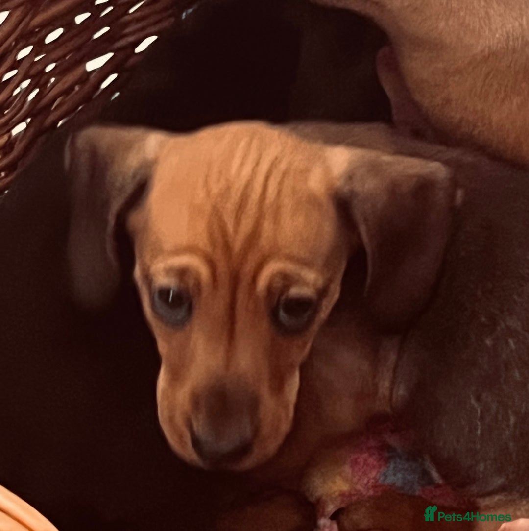 Miniature Dachshund dogs for sale: Beautiful Miniature Smooth Dachshunds  - Advert 8