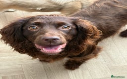 Cocker Spaniel dogs for sale: Cocker Spaniels - due in 3 weeks! Wait list open! - Image 4