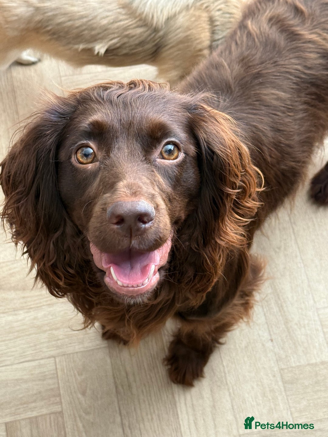Cocker Spaniel dogs for sale: Cocker Spaniels - due in 3 weeks! Wait list open! - Image 4