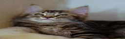 Maine Coon cats for sale: Gorgeous pure breed Mainecoon kittens ready now - Advert 22