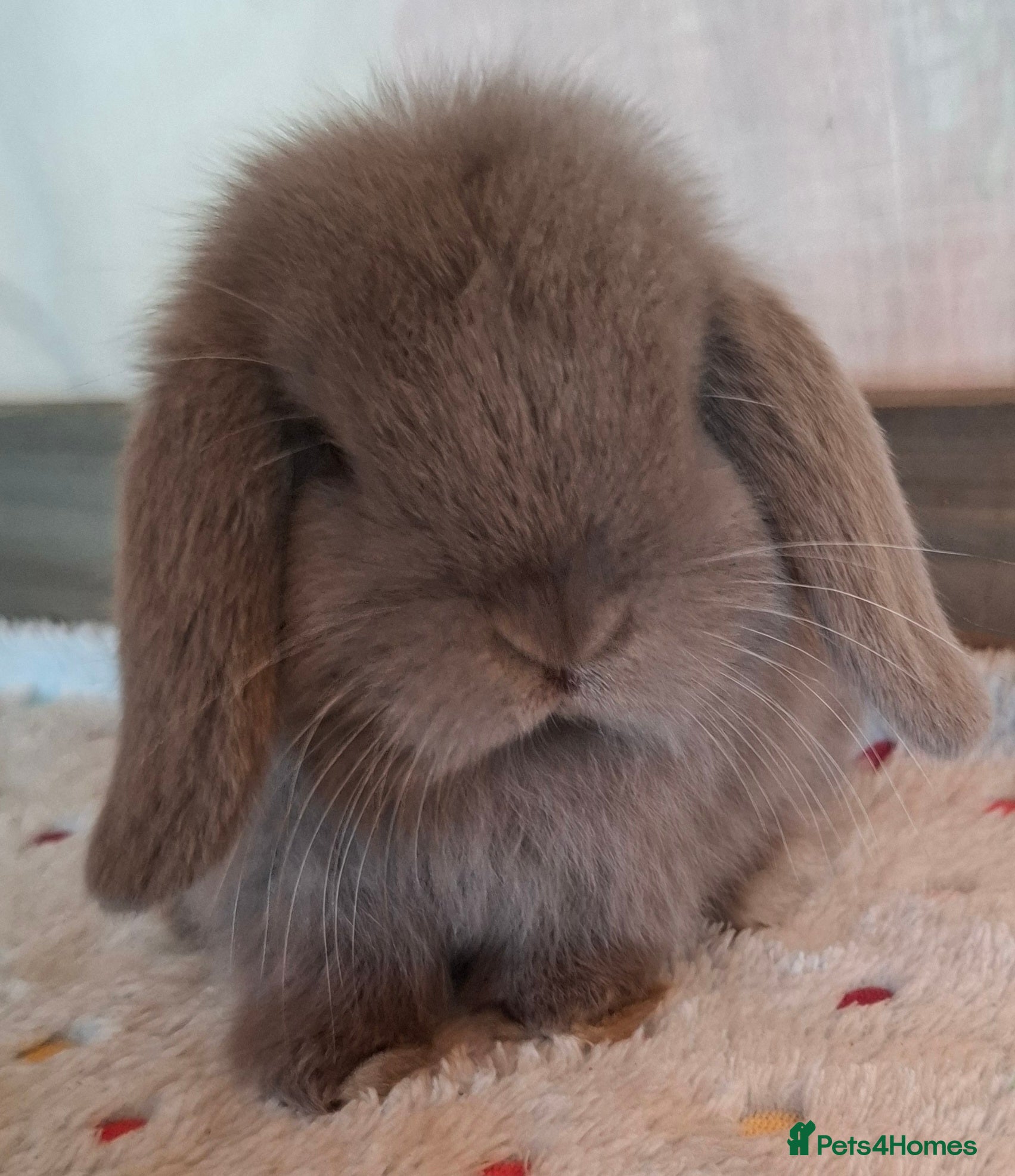 Mini Lop rabbits Mini lop buck - Advert 11