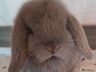 Mini Lop rabbits Mini lop buck - Advert 11