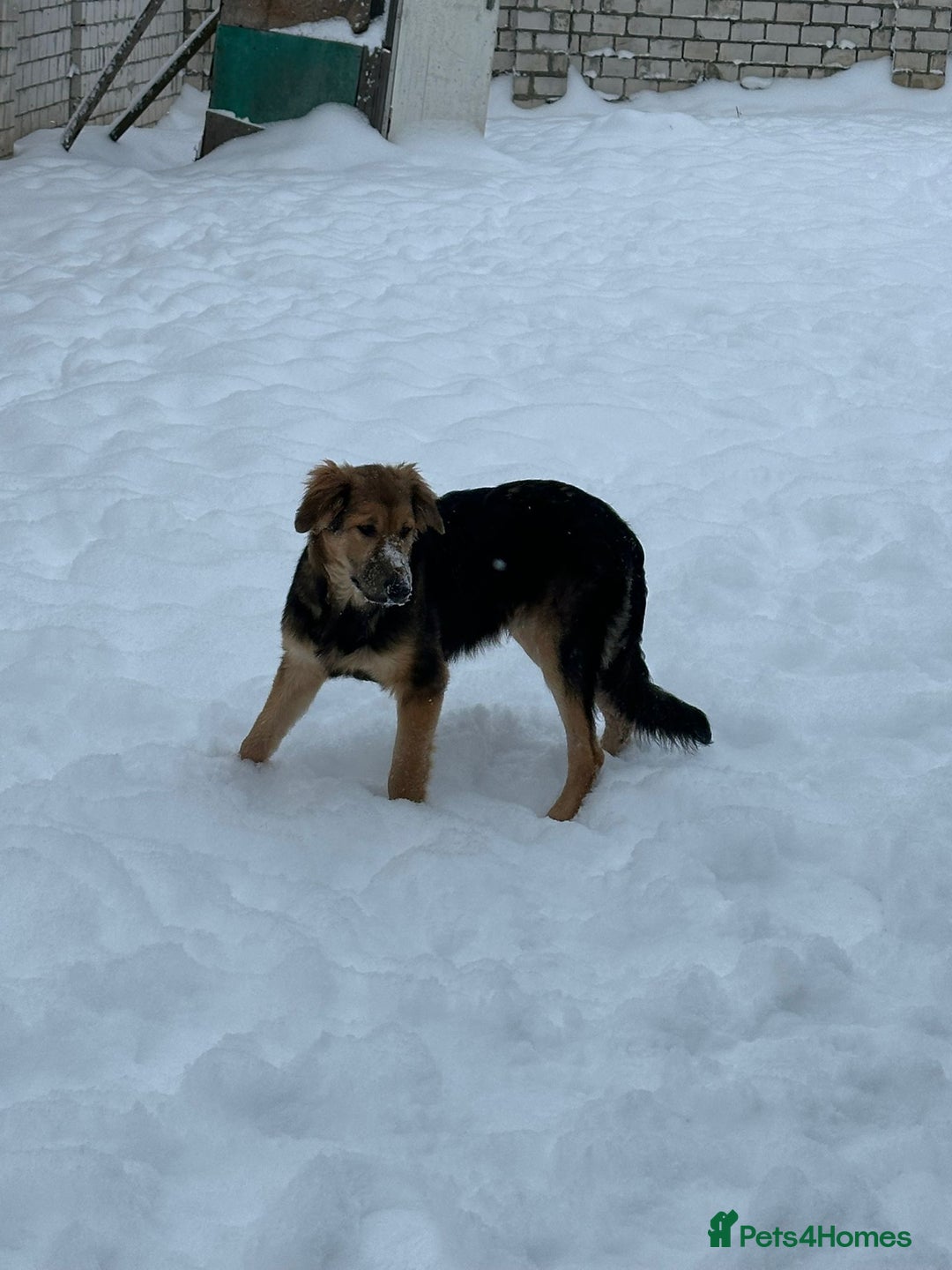 Golden Retriever dogs for adoption: 🐾 RUBY – Female Golden Retriever - Advert 10