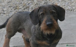 Dachshund dogs for stud: CH health tested Teckel Stud  in Skipton - Image 1
