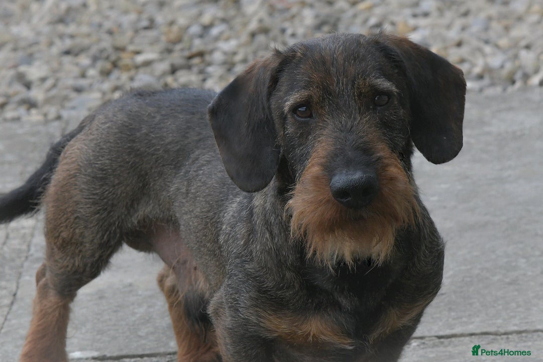 Dachshund dogs for stud: CH health tested Teckel Stud  in Skipton - Image 1