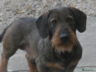Dachshund dogs in Skipton - Advert 19